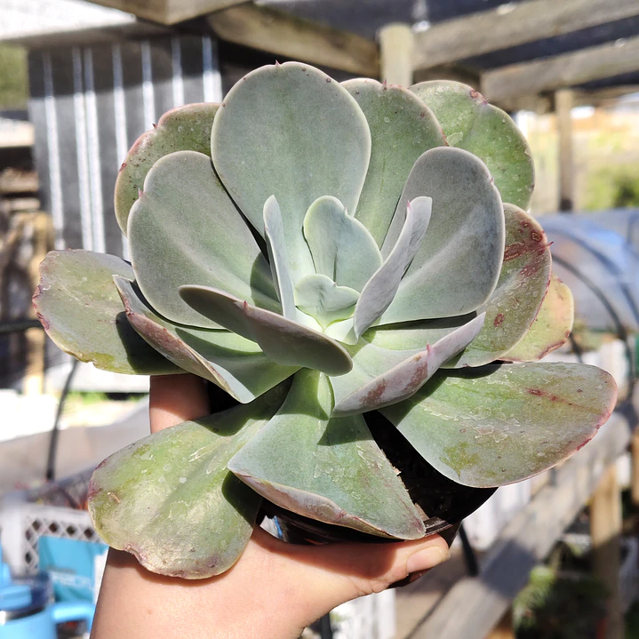 Echeveria Gibbiflora  2