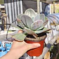 Echeveria Gibbiflora  - Miniatura 3