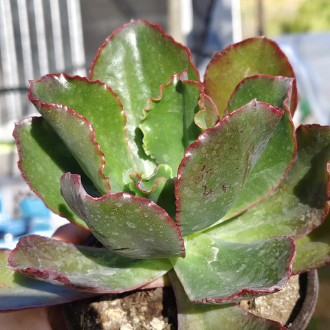 Echeveria Rulosa hibrida