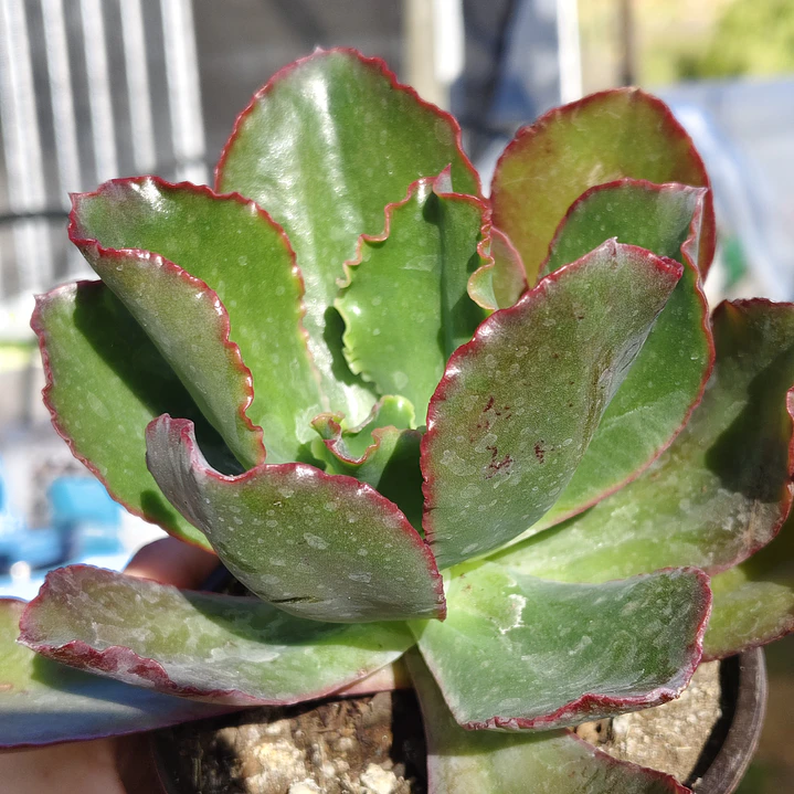 Echeveria Rulosa hibrida 2