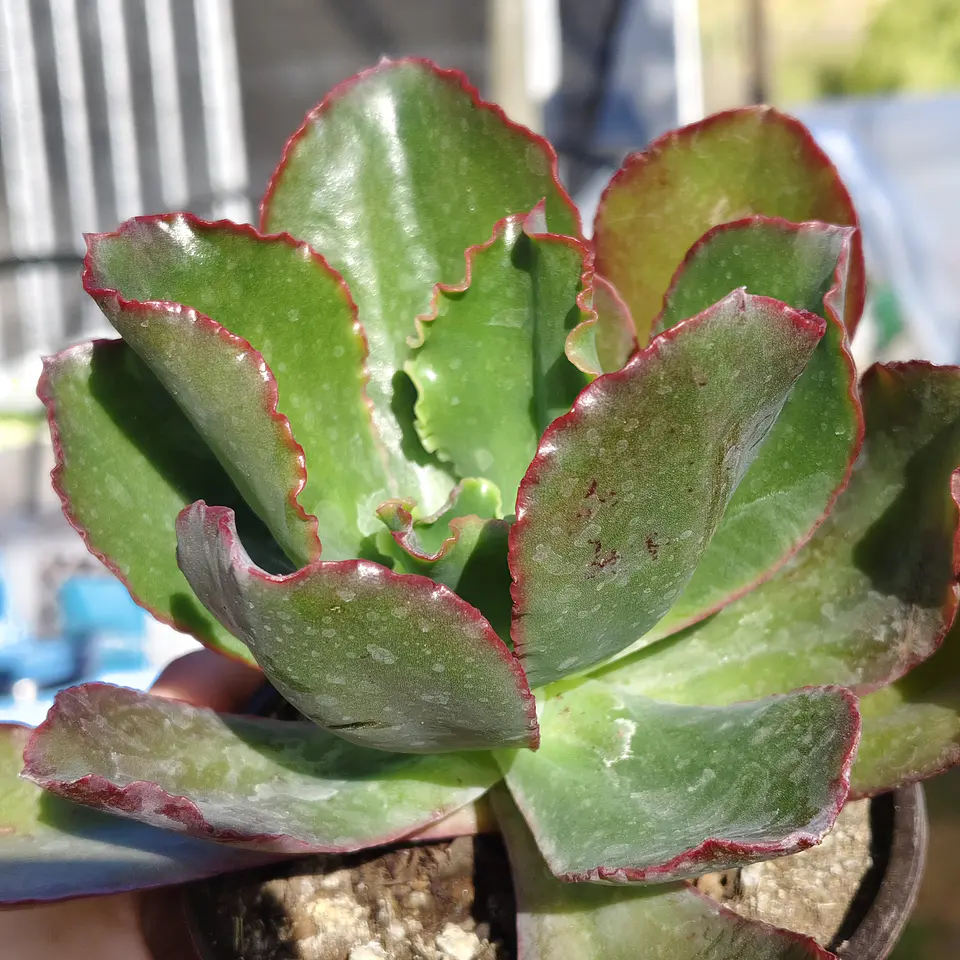 Echeveria Rulosa hibrida 2
