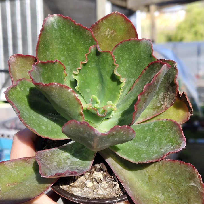 Echeveria Rulosa hibrida 3