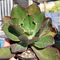 Echeveria Rulosa hibrida - Miniatura 3