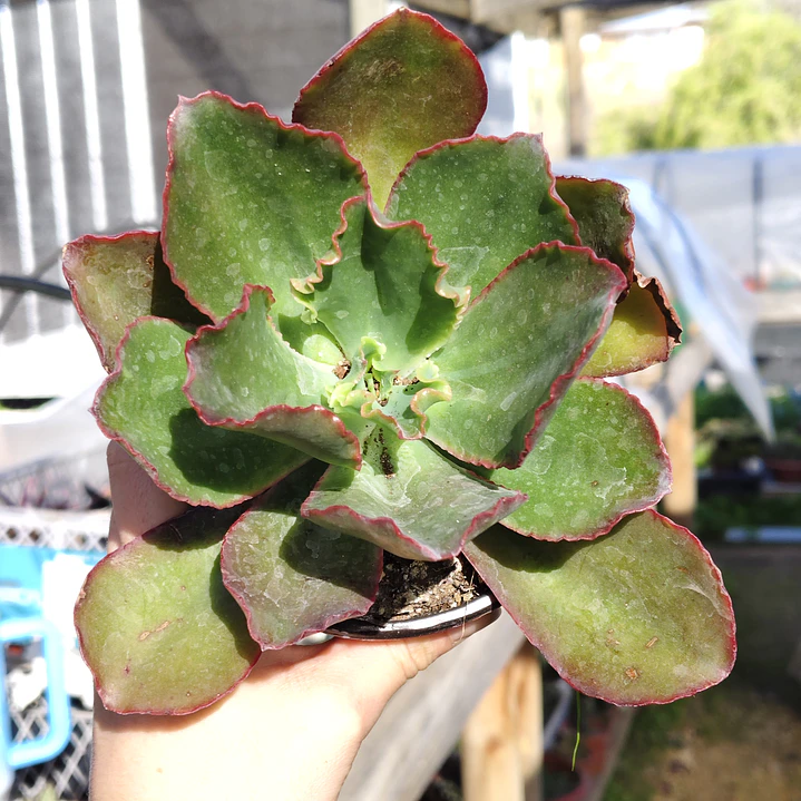 Echeveria Rulosa hibrida 1