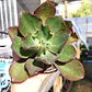 Echeveria Rulosa hibrida - Miniatura 1