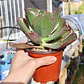 Echeveria Rulosa hibrida - Miniatura 4
