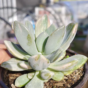  Pachyveria Scheideckeri variegada 