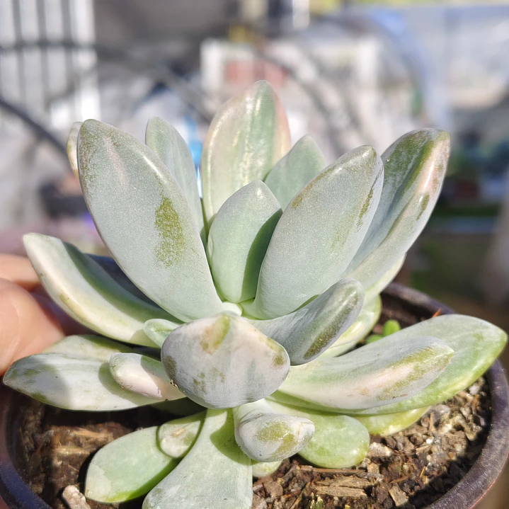  Pachyveria Scheideckeri variegada  2