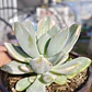  Pachyveria Scheideckeri variegada  - Miniatura 2