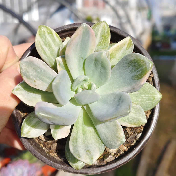  Pachyveria Scheideckeri variegada  1