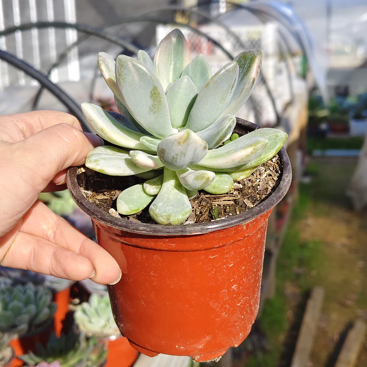  Pachyveria Scheideckeri variegada  3