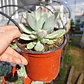  Pachyveria Scheideckeri variegada  - Miniatura 3