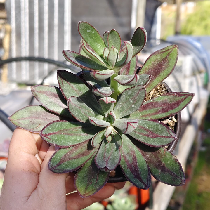 Echeveria Nodulosa 1