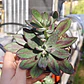Echeveria Nodulosa - Miniatura 1