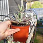 Echeveria Nodulosa - Miniatura 2