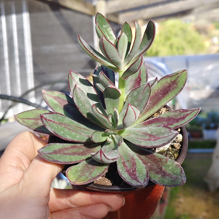Echeveria Nodulosa 3