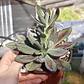 Echeveria Nodulosa - Miniatura 3