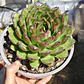 Echeveria Agavoide Christmas - Miniatura 5