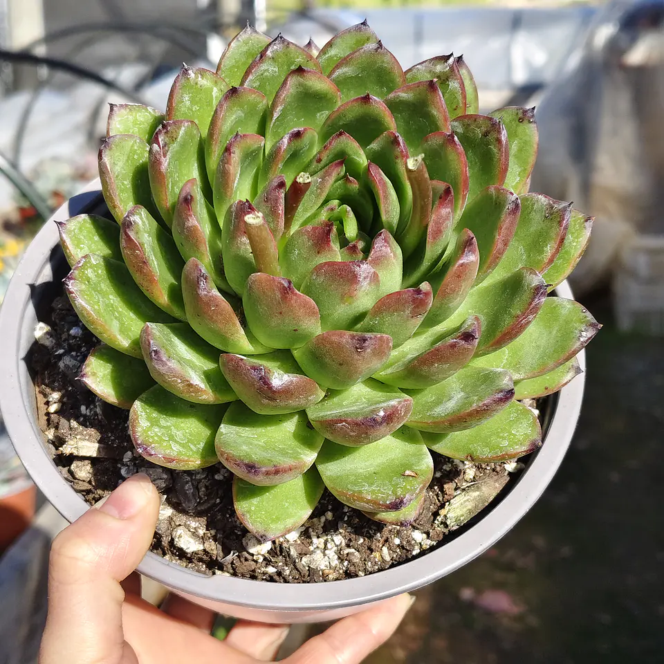 Echeveria Agavoide Christmas 5