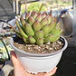 Echeveria Agavoide Christmas - Miniatura 4