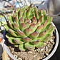 Echeveria Agavoide Christmas - Miniatura 3