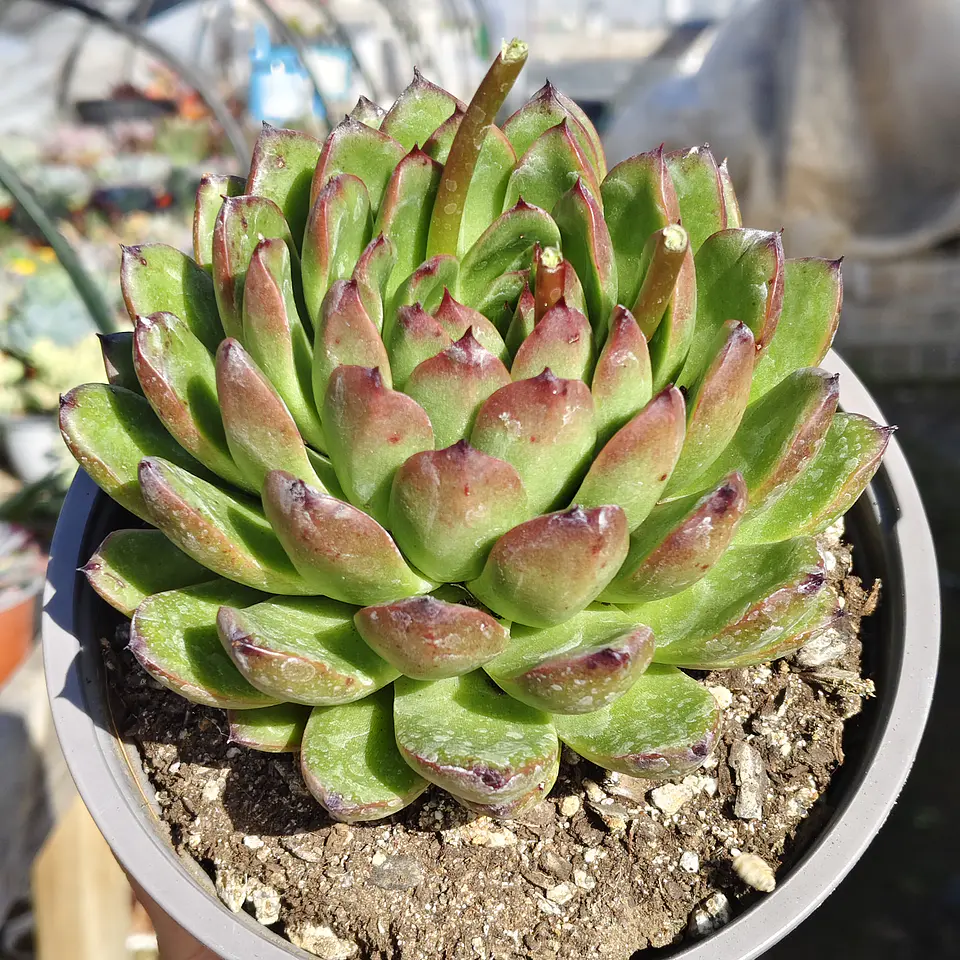 Echeveria Agavoide Christmas 3