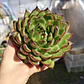 Echeveria Agavoide Christmas - Miniatura 2