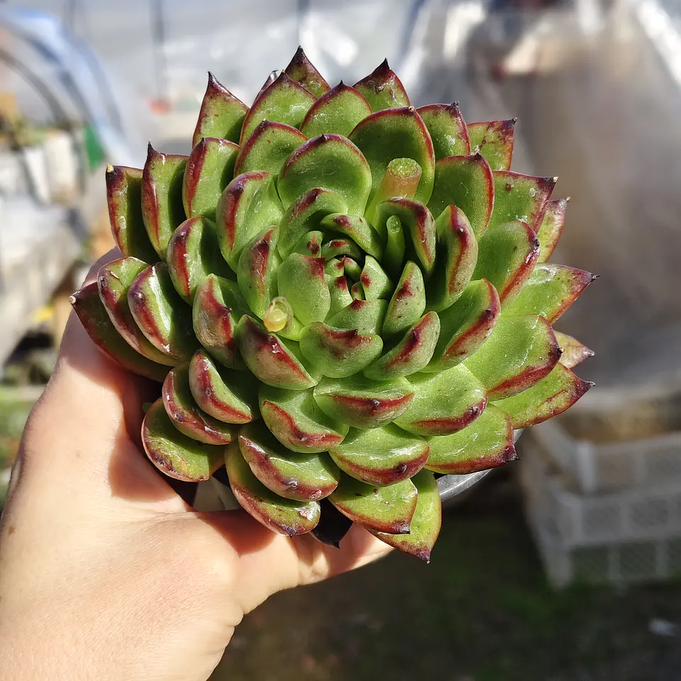 Echeveria Agavoide Christmas 2