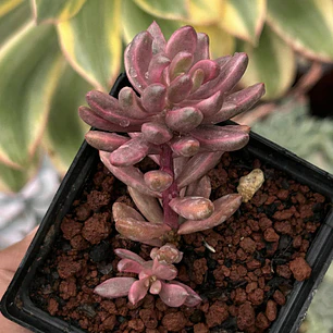 Sedum Chocolate