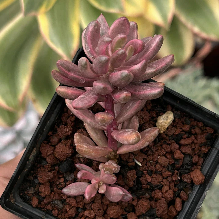 Sedum Chocolate 1
