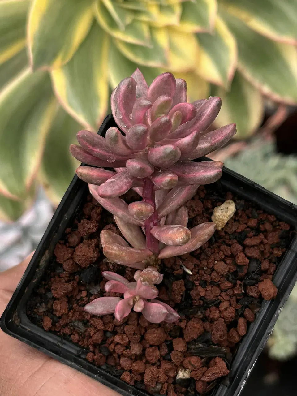 Sedum Chocolate 1