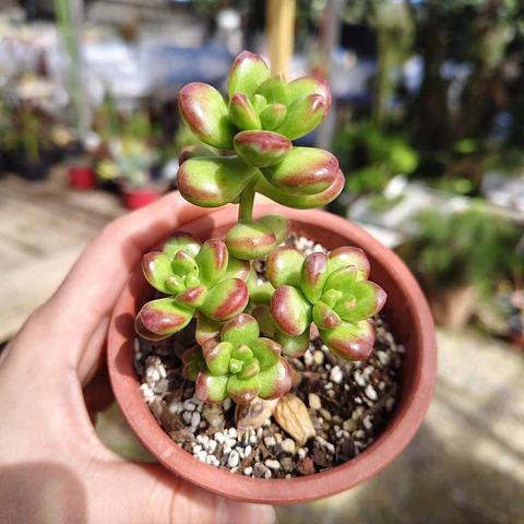 Sedum Lucidum Obesum