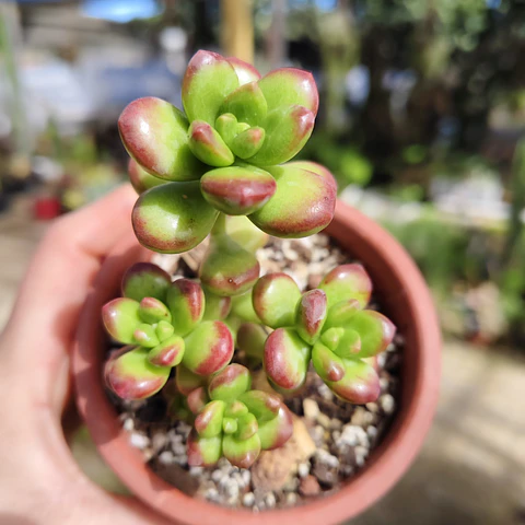 Sedum Lucidum Obesum