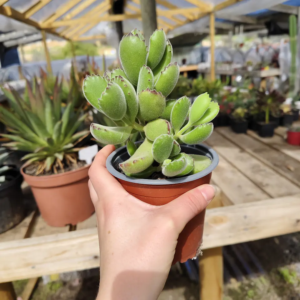 Cotyledon Tomentosa (Garrita de oso) 6