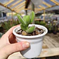 Cotyledon Tomentosa (Garrita de oso) - Miniatura 4