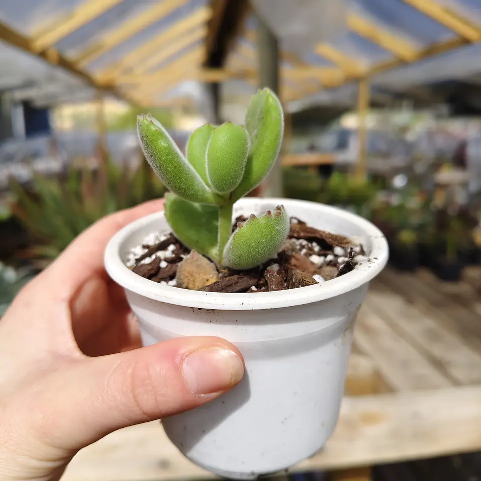 Cotyledon Tomentosa (Garrita de oso) 4