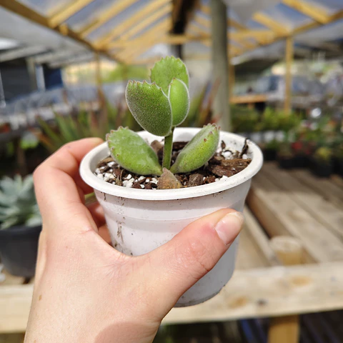 Cotyledon Tomentosa (Garrita de oso)