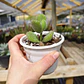 Cotyledon Tomentosa (Garrita de oso) - Miniatura 1
