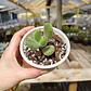 Cotyledon Tomentosa (Garrita de oso) - Miniatura 2