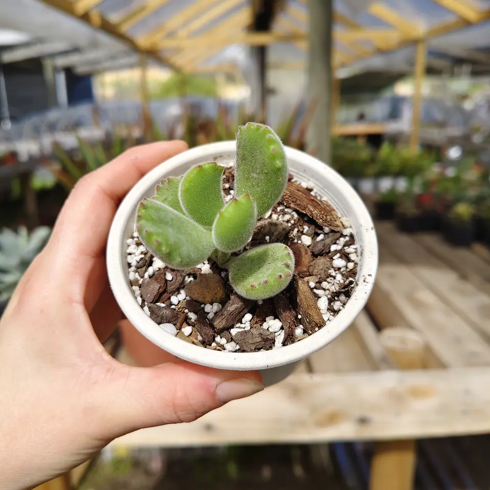 Cotyledon Tomentosa (Garrita de oso) 2