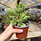 Cotyledon Tomentosa (Garrita de oso) - Miniatura 5