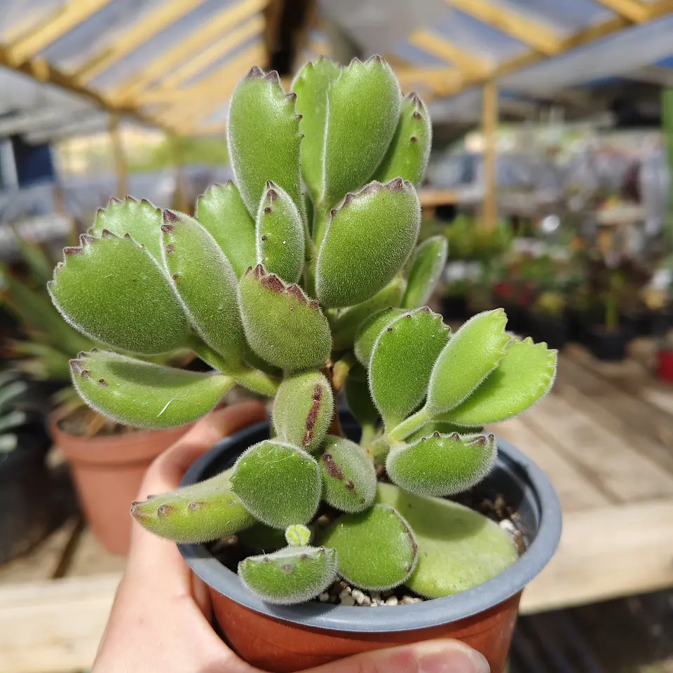 Cotyledon Tomentosa (Garrita de oso) 3