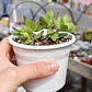 Crassula Platyphylla - Miniatura 4