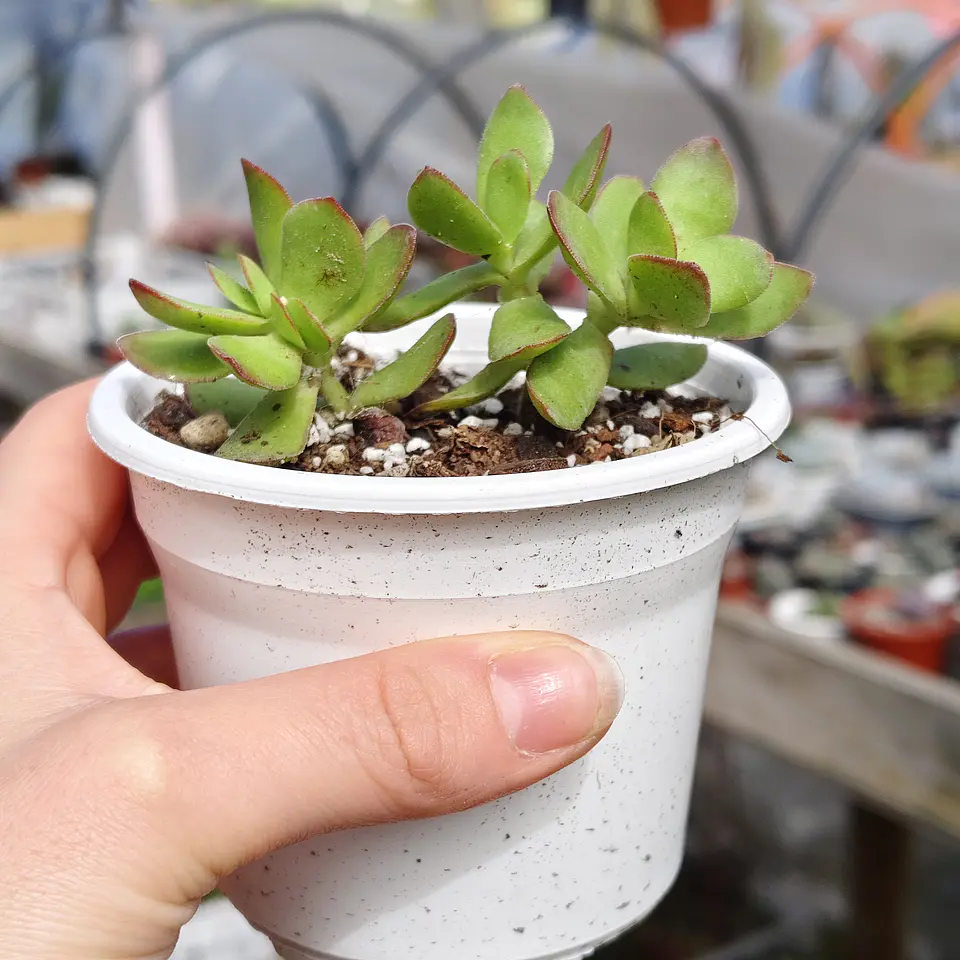 Crassula Platyphylla 4