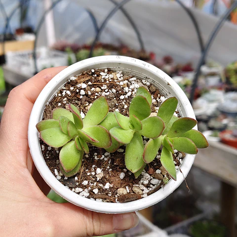 Crassula Platyphylla