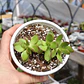 Crassula Platyphylla - Miniatura 1
