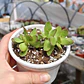 Crassula Platyphylla - Miniatura 3