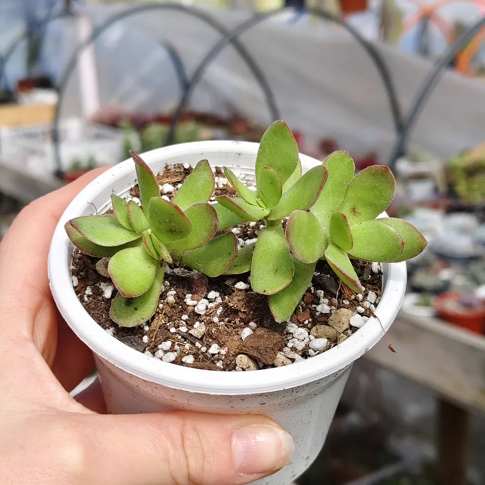 Crassula Platyphylla 3