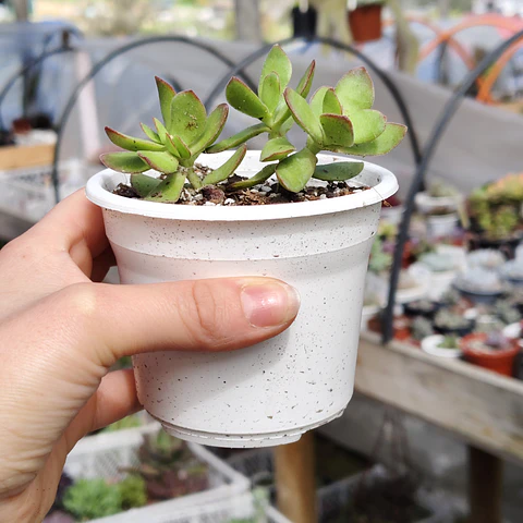 Crassula Platyphylla