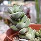 Crassula Moonglow - Miniatura 5